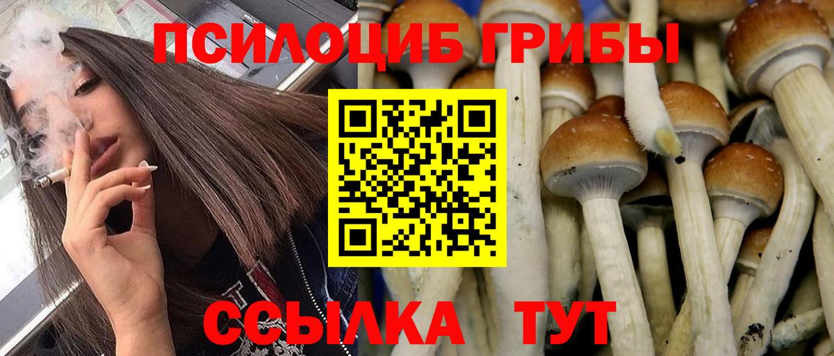 Псилоцибиновые грибы Psilocybe Губкин